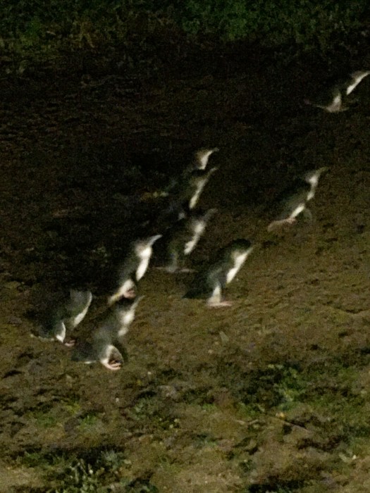 penguins_phillip island.jpg